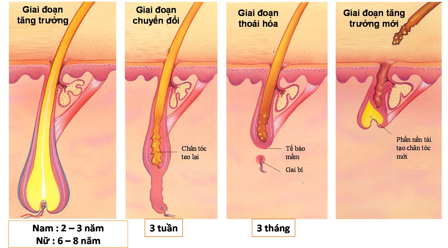 Vòng đời của sợi tóc trải qua 3 giai đoạn 