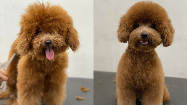 Bộ lông xoăn dày đặc trưng của chó Poodle, với các màu sắc đa dạng như trắng, đen, nâu, minh họa cấu trúc lông độc đáo