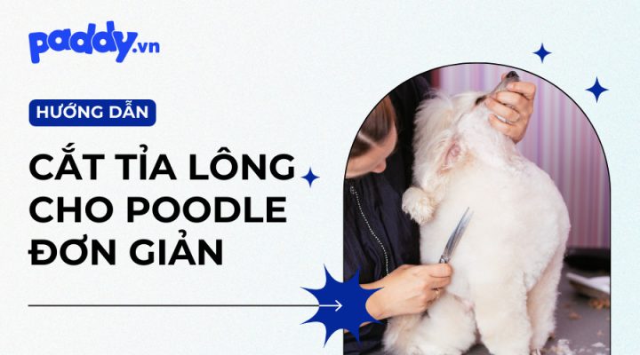 Chó Poodle đáng yêu với bộ lông được cắt tỉa gọn gàng, thể hiện vẻ đẹp và sự duyên dáng của giống chó này