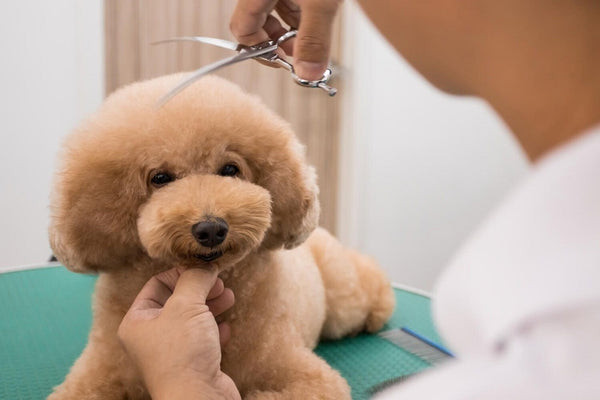 Chó Poodle với kiểu tóc đẹp Teddy Bear Cut, lông được tỉa phồng đều, mang lại diện mạo mềm mại và ngọt ngào giống như gấu bông